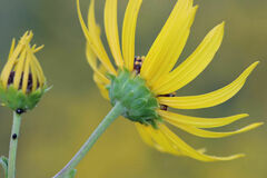 Helianthus silphioides
