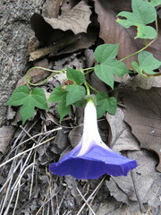 Ipomoea laeta