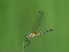 Trithemis pallidinervis