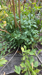 Rudbeckia laciniata