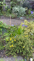 Agapanthus praecox