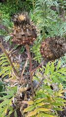 Cynara cardunculus