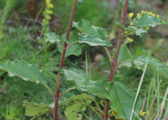 Helianthus silphioides