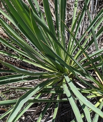 Yucca arkansana