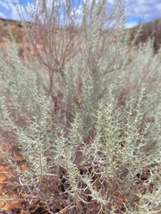 Artemisia filifolia