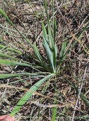 Yucca arkansana