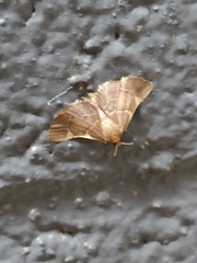 Hypsopygia binodulalis