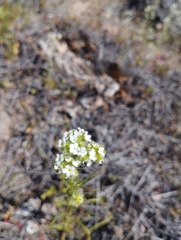 Cryptantha