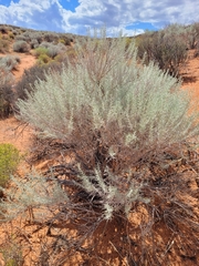 Artemisia filifolia