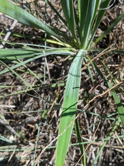 Yucca arkansana