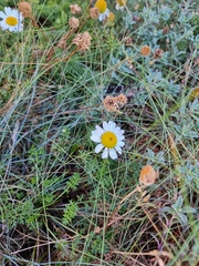 Tripleurospermum maritimum