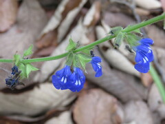 Salvia firma