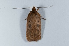 Agonopterix scopariella