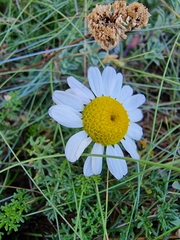 Tripleurospermum maritimum