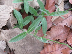 Salvia firma