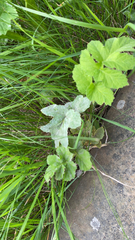 Heracleum sphondylium