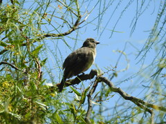Saltator coerulescens