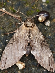 Psilogramma