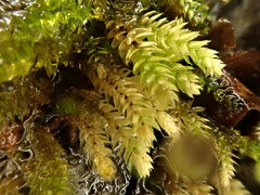 Thamnobryum neckeroides