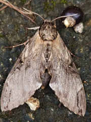 Psilogramma