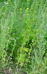 Cannabis sativa spontanea