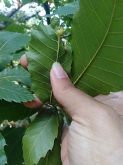 Dryocosmus kuriphilus