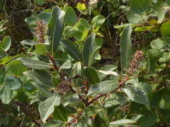 Salix bebbiana