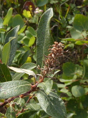 Salix bebbiana