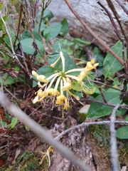 Lonicera periclymenum