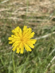 Hieracium lachenalii