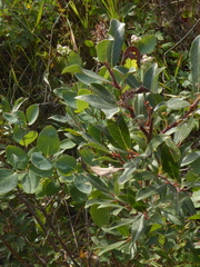 Salix bebbiana