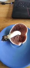 Agaricus campestris