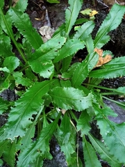 Micranthes micranthidifolia