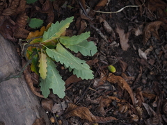 Pseudoneuroterus saliens