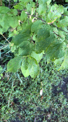 Betulaceae