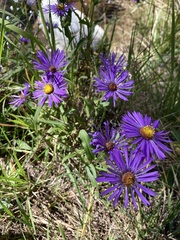 Symphyotrichum oblongifolium