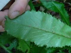Micranthes micranthidifolia