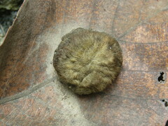 Striatoandricus nievesaldreyi