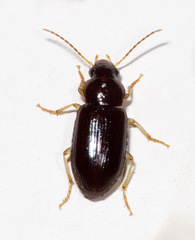 Stenolophini