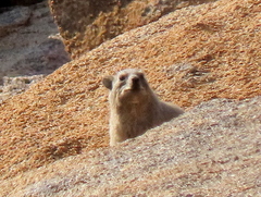 Procavia capensis