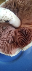 Agaricus campestris