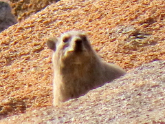 Procavia capensis