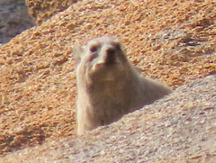 Procavia capensis