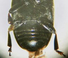 Brassicogethes aeneus