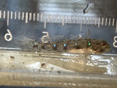 Acentrogobius viganensis