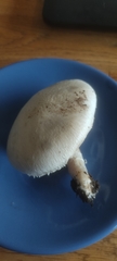 Agaricus campestris