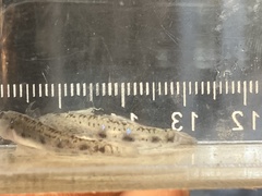 Acentrogobius viganensis