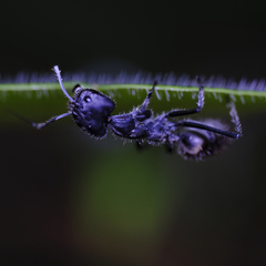 Camponotus camelinus