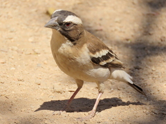 Plocepasser mahali mahali