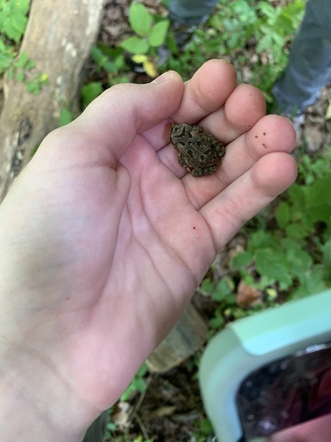 Fowler's Toad, Middleburg, VA, US, photo 9 of 10